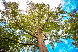 Trusted Marion, MS Tree Services Experts
