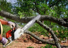 Best Tree and Shrub Care  in Marion, MS